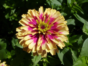 Картинка цветы цинния