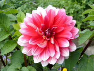 Картинка цветы георгины