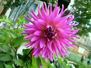 Картинка цветы георгины