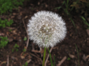 Картинка цветы одуванчики