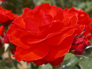 Картинка цветы розы