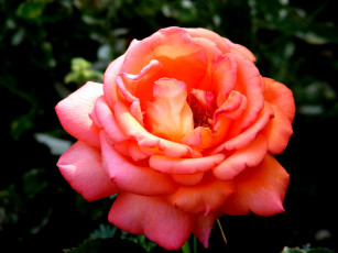 Картинка цветы розы