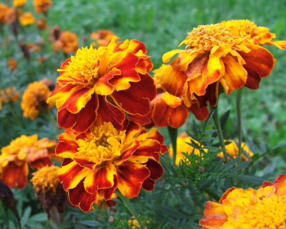 Обои картинки фото цветы, бархатцы