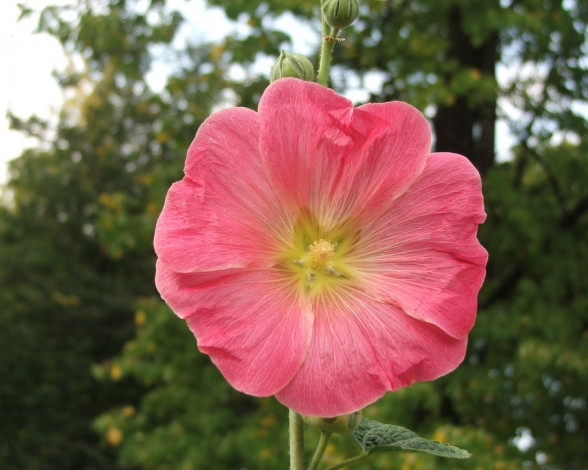 Обои картинки фото цветы, мальвы