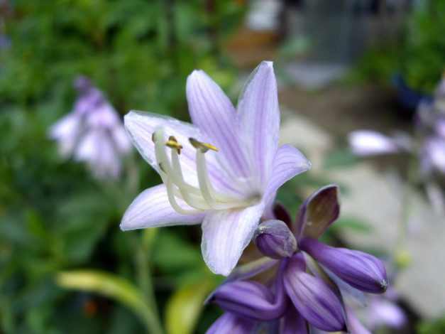 Обои картинки фото цветы