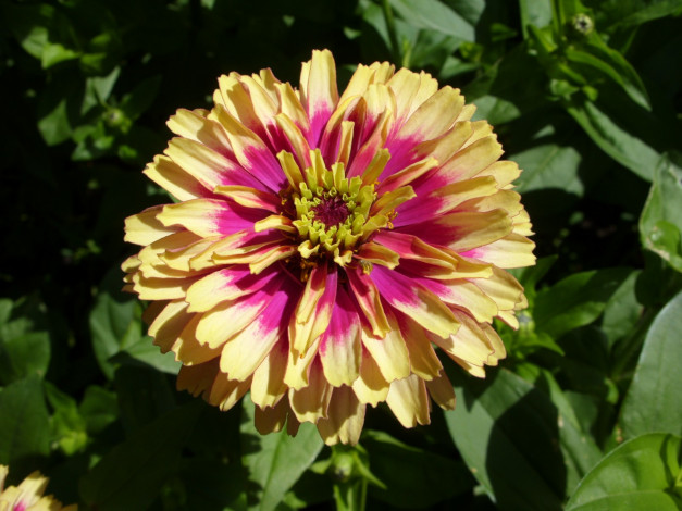 Обои картинки фото цветы, цинния