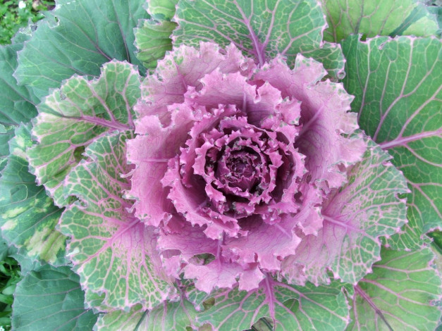 Обои картинки фото цветы, декоративная, капуста