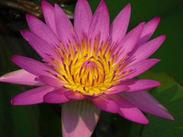 Обои картинки фото цветы, лилии, водяные, нимфеи, кувшинки