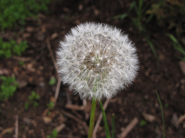 Обои картинки фото цветы, одуванчики