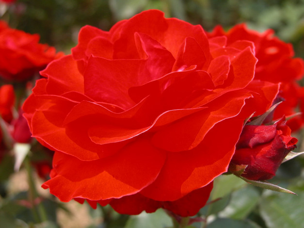 Обои картинки фото цветы, розы