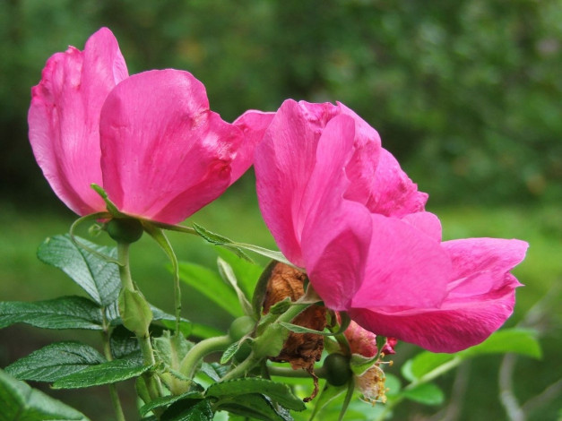 Обои картинки фото цветы, шиповник