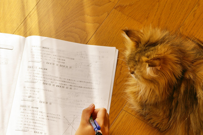 Обои картинки фото животные, коты