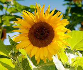 Картинка цветы подсолнухи подсолнух