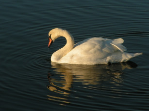 Картинка животные лебеди лебедь