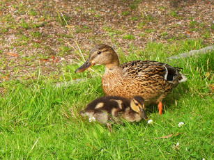 Картинка животные утки утка утенок