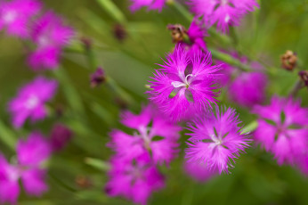 Картинка цветы гвоздики макро размытость
