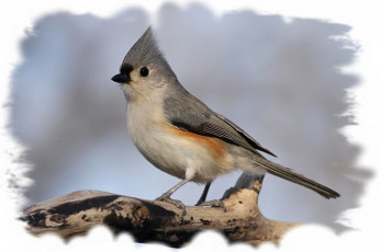 Картинка животные синицы лазоревки птичка