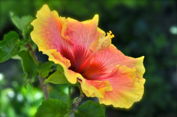 Картинка цветы гибискусы оранжевый