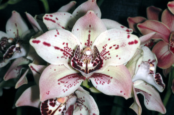 Картинка цветы орхидеи лепестки экзотика