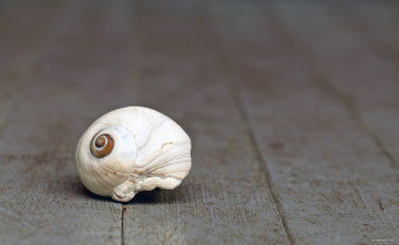 Картинка разное ракушки кораллы декоративные spa камни ракушка