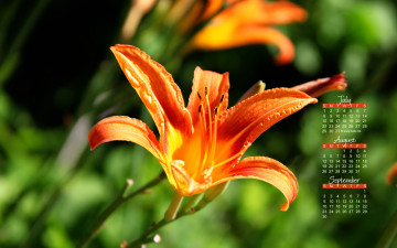Картинка календари цветы тигровая лилия