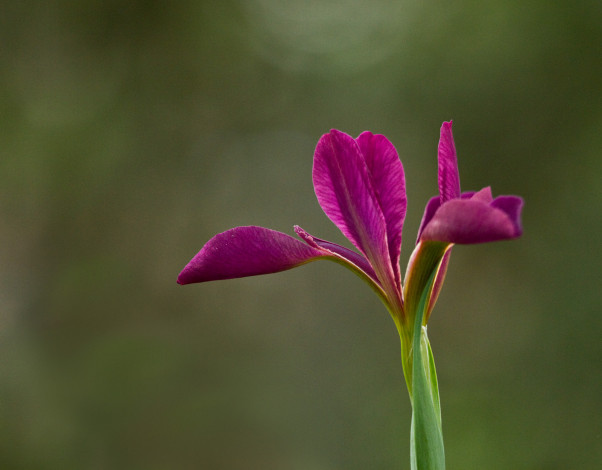 Обои картинки фото цветы, ирисы, зеленый, фон