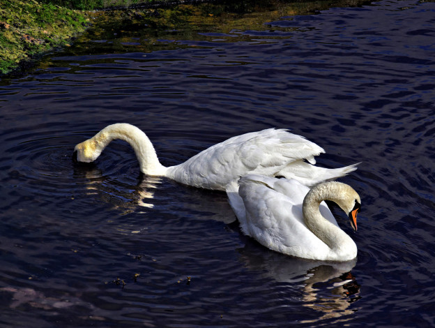 Обои картинки фото животные, лебеди