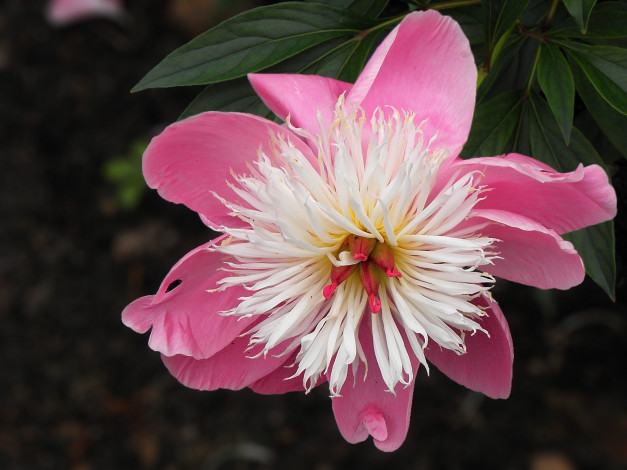 Обои картинки фото цветы, пионы, лепестки