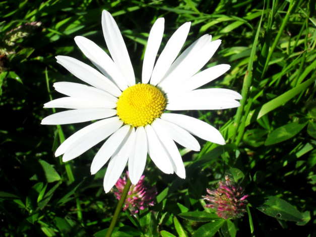 Обои картинки фото цветы, ромашки, ромашка