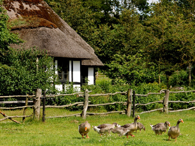 Обои картинки фото дания, vinderup, животные, гуси