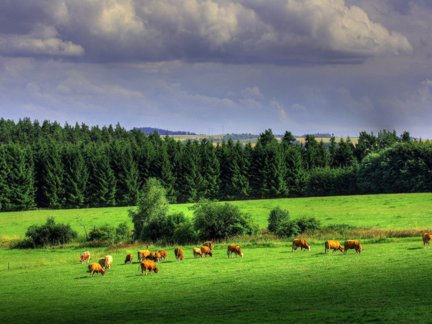 Обои картинки фото животные, коровы, буйволы, луг