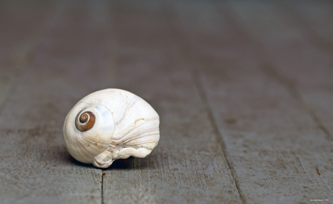 Обои картинки фото разное, ракушки, кораллы, декоративные, spa, камни, ракушка