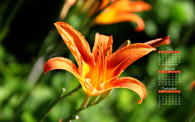 Обои картинки фото календари, цветы, тигровая, лилия