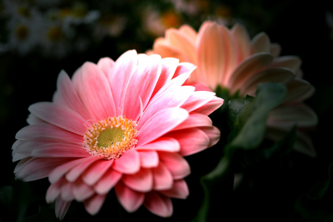 Обои картинки фото цветы, герберы, круглый, лепестки