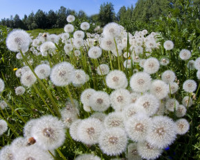 Картинка цветы одуванчики луг