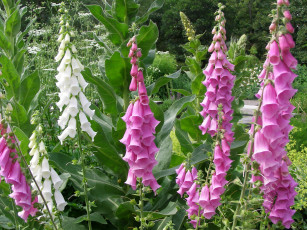 Картинка цветы дигиталис наперстянка foxgloves