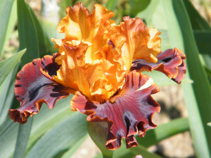 обоя цветы, ирисы