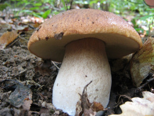 Картинка природа грибы гриб листья трава