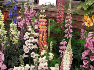 Картинка цветы разные вместе дигиталис наперстянка foxgloves