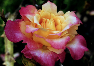 Картинка цветы розы роза