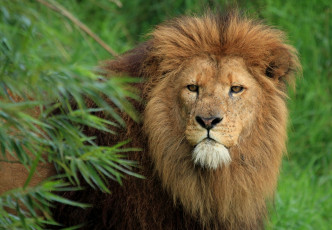 Картинка животные львы царь