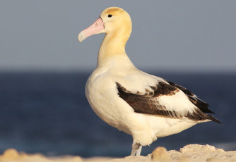 Картинка животные альбатросы клюв профиль