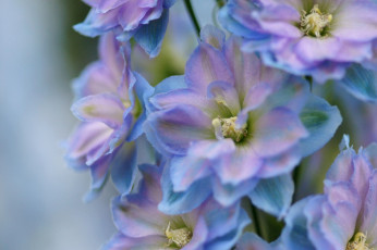 Картинка цветы дельфиниум макро