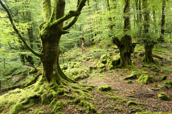 Картинка природа лес деревья мох