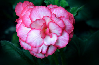 Картинка цветы бегония пестрый