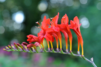 Картинка цветы ветка красный