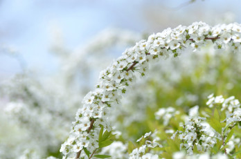 Картинка цветы цветущие деревья кустарники ветка