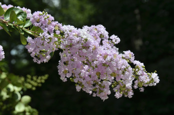 Картинка цветы лагерстрёмия ветка индийская сирень