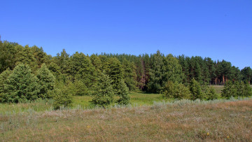 Картинка природа лес