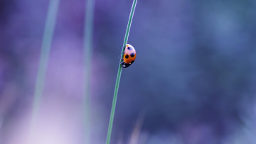Картинка животные божьи коровки божья коровка травинка